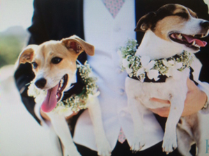 weddingdogs
